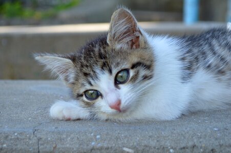 Cat eyes cats cute