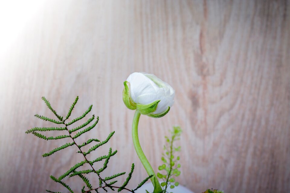 White spring flower spring flower blossom
