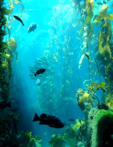 Kelp Forest - MBA - DSC06945