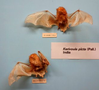 Kerivoula picta - Museo Civico di Storia Naturale Giacomo Doria - Genoa, Italy - DSC02554