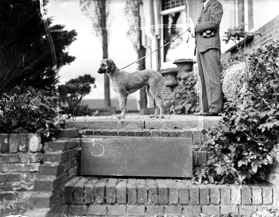 Kennel Het Torentie, Bestanddeelnr 901-9416