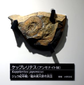 Kepplerites japonicus - National Museum of Nature and Science, Tokyo - DSC07007