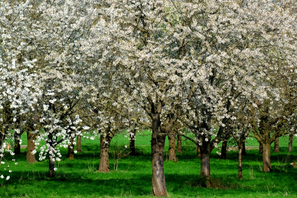 Kersenboomgaarden in de Over-Betuwe