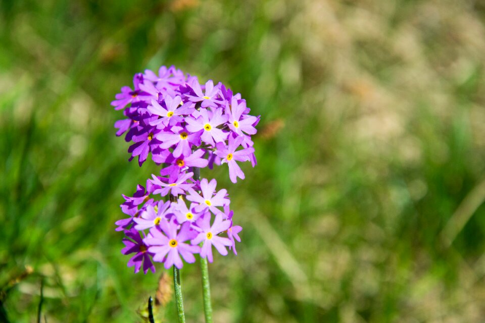 Bloom purple nature