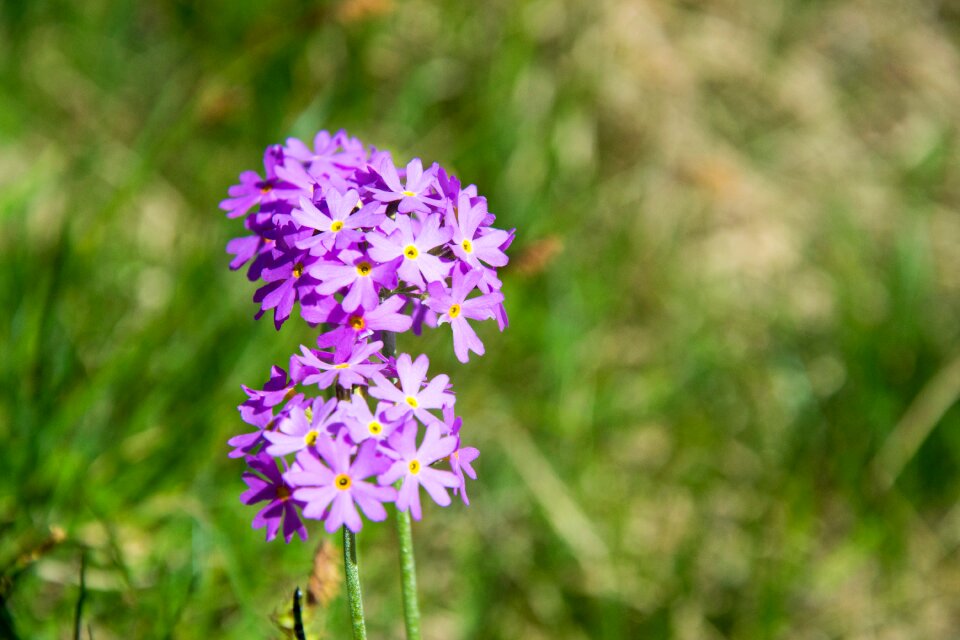 Bloom purple nature photo