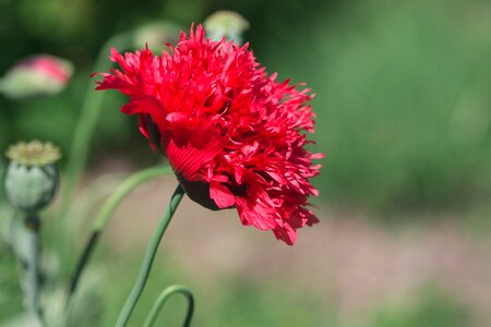 Filled poppy poppy flower flower photo
