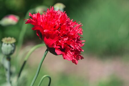 Filled poppy poppy flower flower