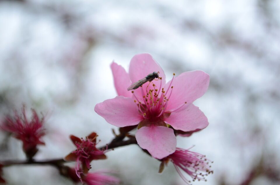 Insect spring red