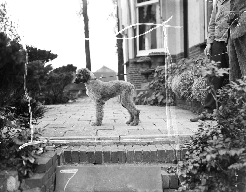 Kennel Het Torentie, Bestanddeelnr 901-9418