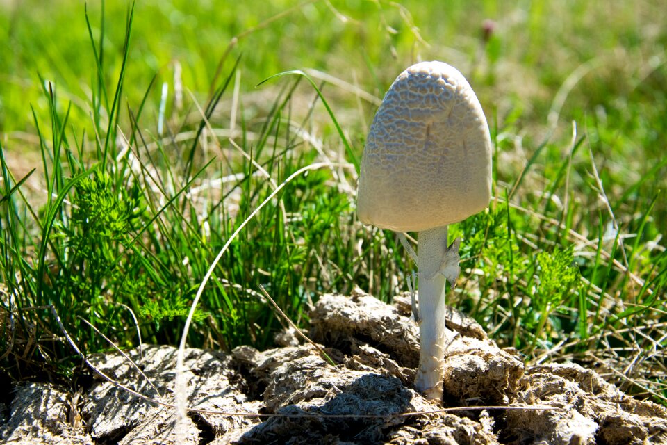 Fertilizer ling close up dung