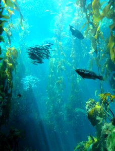 Kelp Forest - MBA - DSC06954 photo