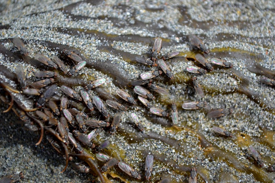 Kelp Flies (Coelopidae sp.)