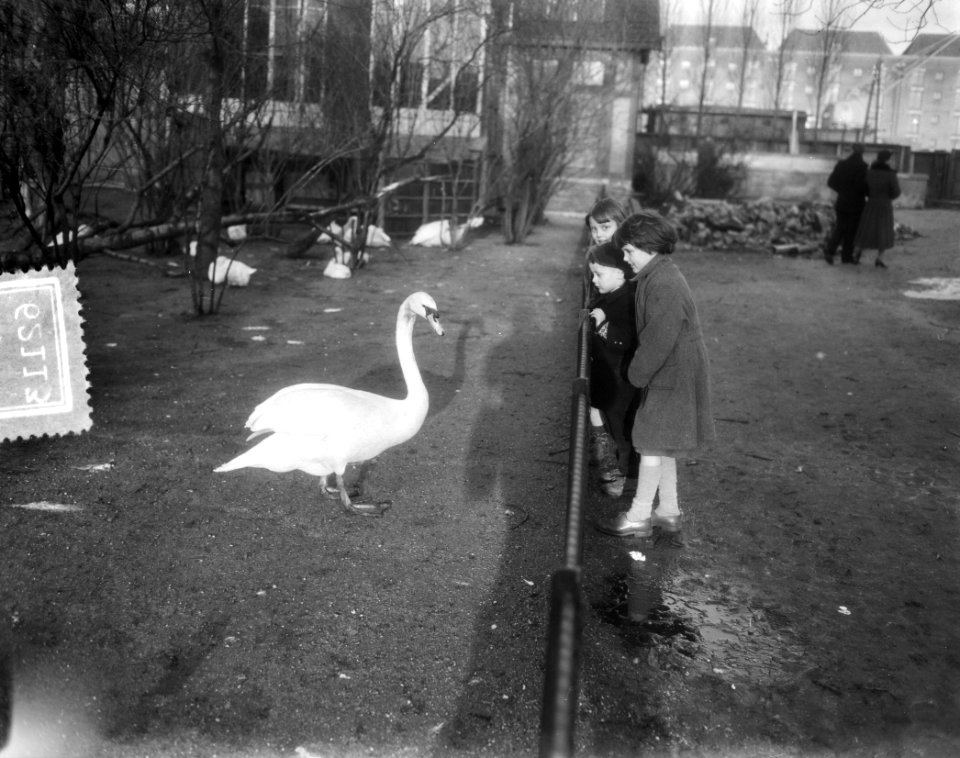 Kerstbezoek in Artis Amsterdam, Bestanddeelnr 906-2113