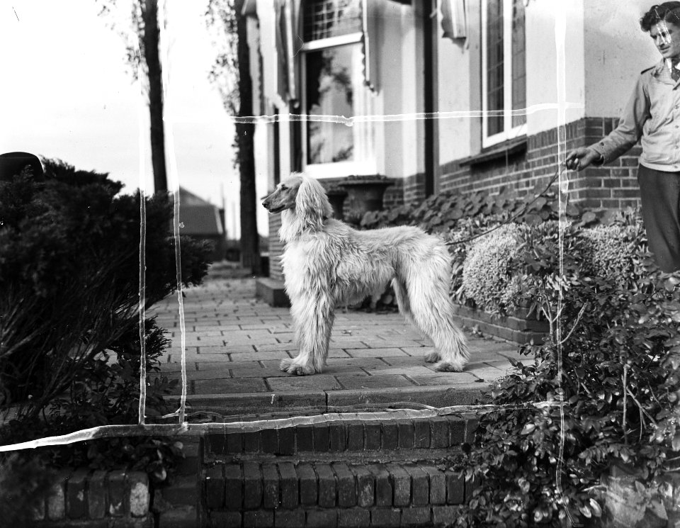 Kennel Het Torentie, Bestanddeelnr 901-9413