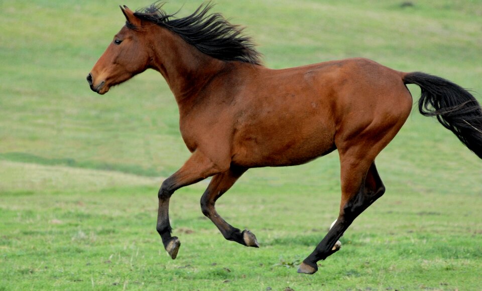 Games nature gallop