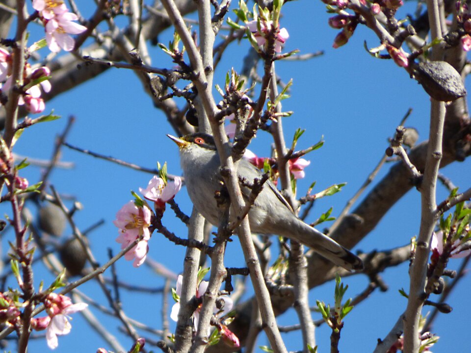Bird flowering branches almond tree