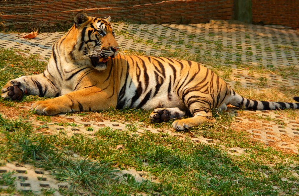 Big nature wildlife