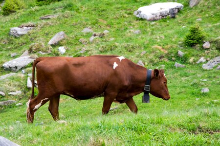 Beef cattle pasture photo