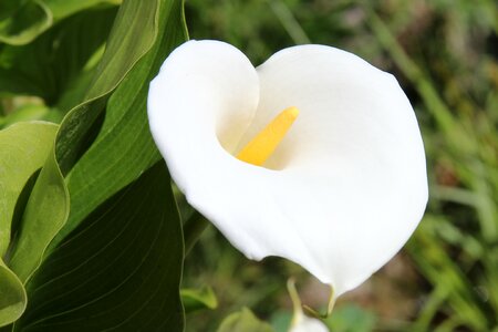 Calla blossom bloom
