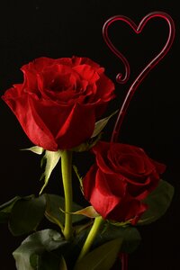 Flowers romance valentine's day