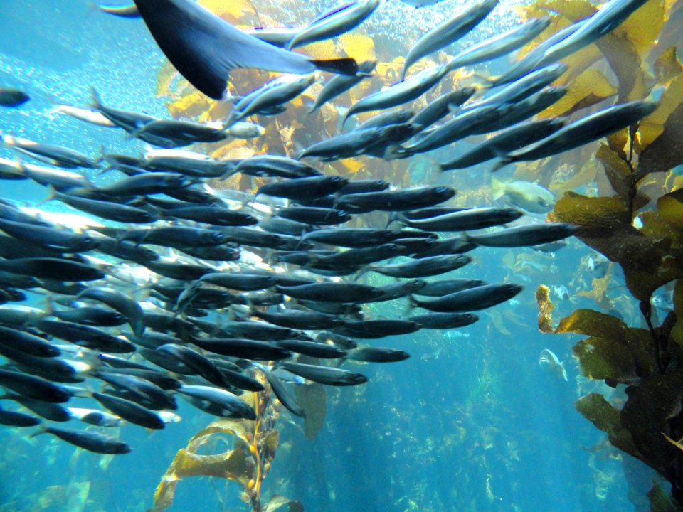 Kelp Forest - MBA - DSC06994