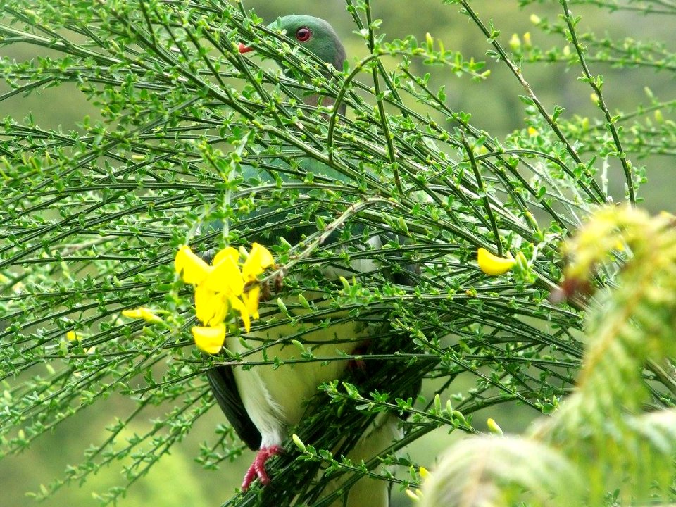 Kererū by Jaco Grundling