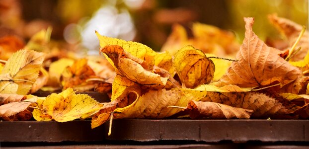 Golden autumn fall foliage nature photo