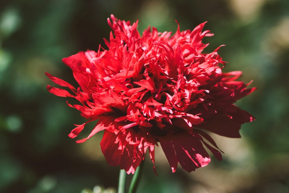 Flower poppy flower blossom