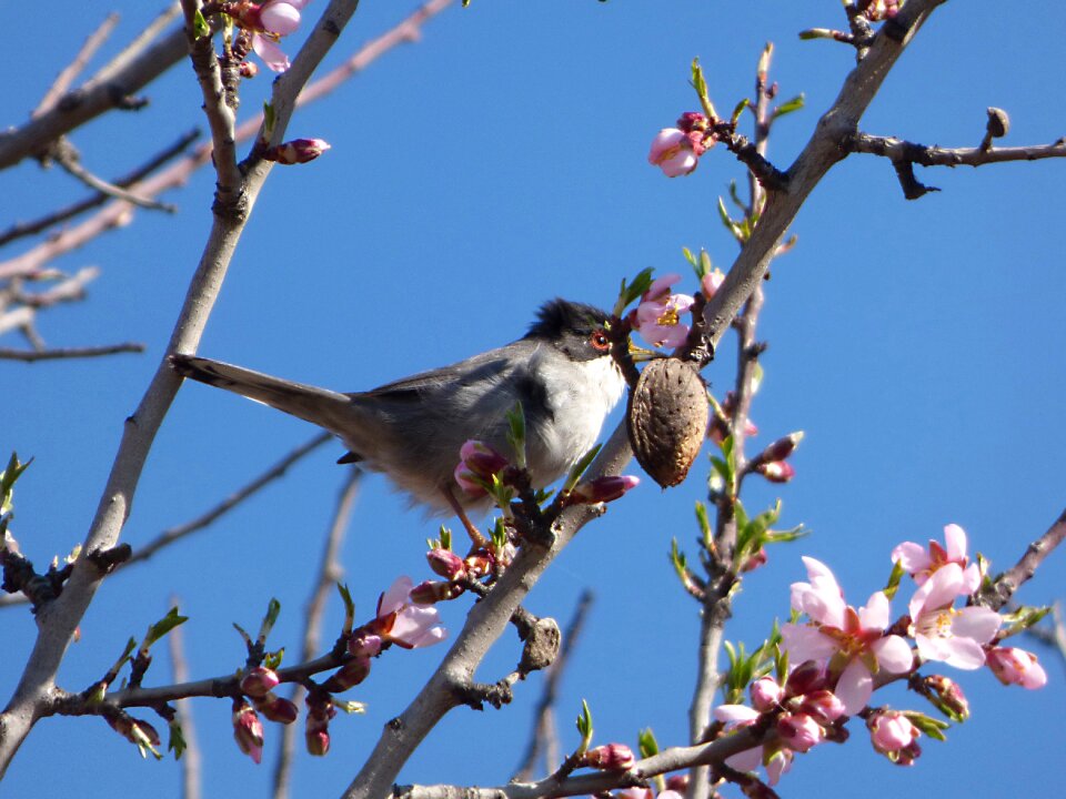 Bird flowering branches almond tree