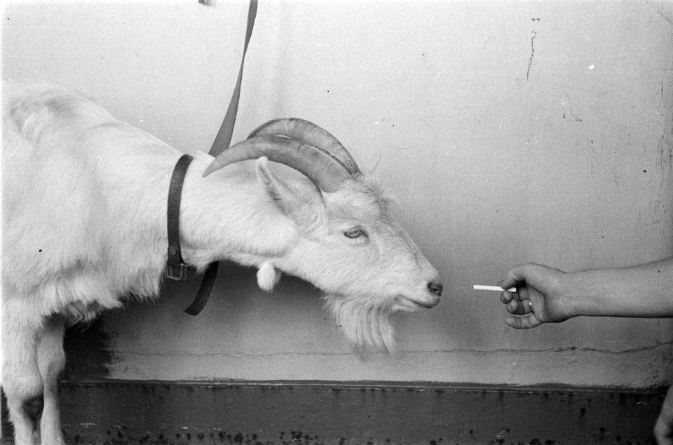 Kees de Bok, de mascotte van de Prins Bernhard Kapel krijgt een sigaret voorgeho, Bestanddeelnr 91-3-5