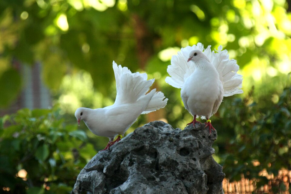 Dove culipava birds green