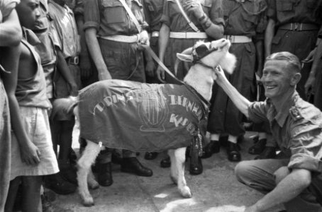 Kees de Bok, de mascotte van de Prins Bernhard Kapel, Bestanddeelnr 91-1-4