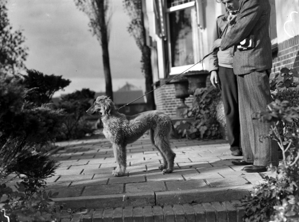 Kennel Het Torentie, Bestanddeelnr 901-9415