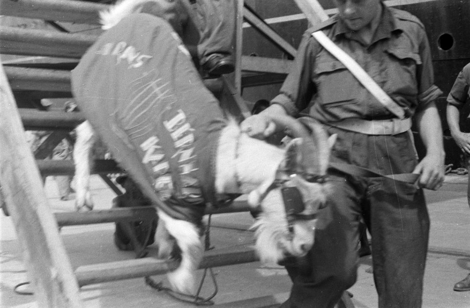 Kees de Bok zet voet aan wal, Bestanddeelnr 92-1-3