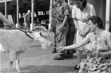 Kees de Bok, mascotte van de Prins Bernhard Kapel, krijgt van de dames van de We, Bestanddeelnr 86-2-3