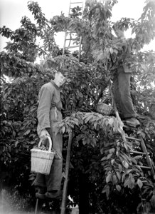 Kersenpluk van de Betuwe. Plukkers, Bestanddeelnr 902-7749