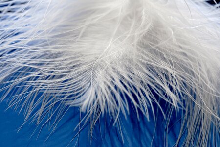Plumage bird feather featherweight photo