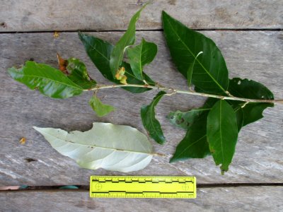 Keeled-pod mangrove (Heritiera littoralis) leaves ruled