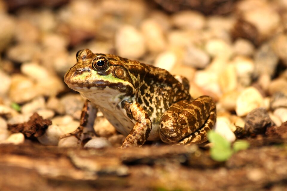 Frog animals frogs