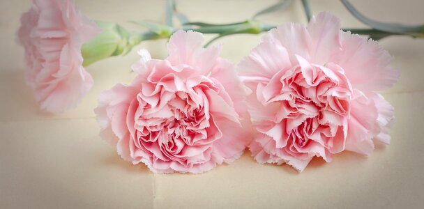 Petals pink flower carnation pink