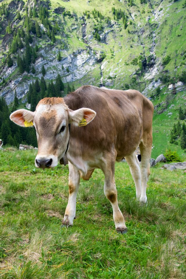 Beef cattle pasture