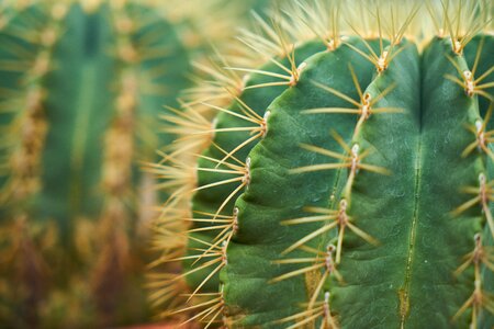 Garden macro needle photo