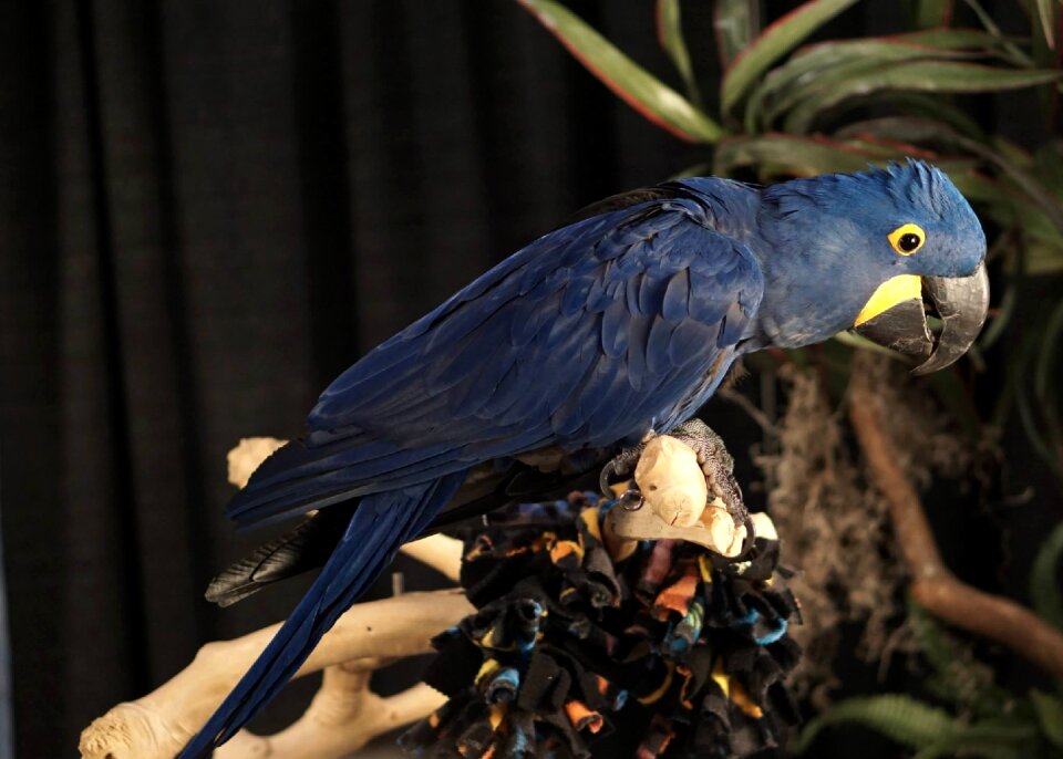 Blue animal nature