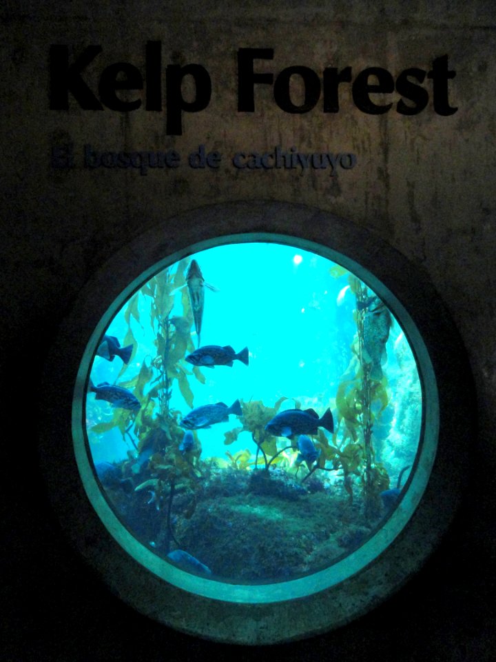 Kelp Forest - MBA - DSC06938