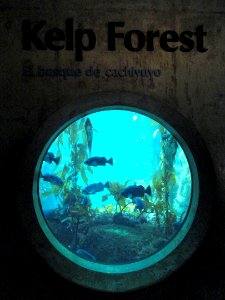 Kelp Forest - MBA - DSC06938 photo