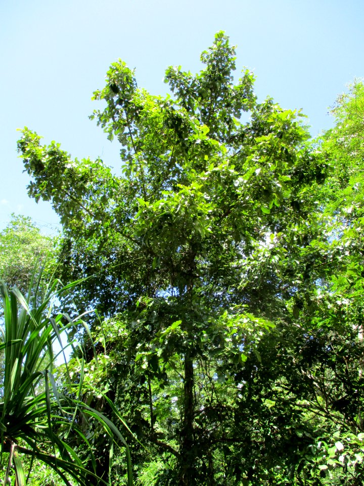 Keeled-pod mangrove (Heritiera littoralis) habit