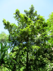 Keeled-pod mangrove (Heritiera littoralis) habit