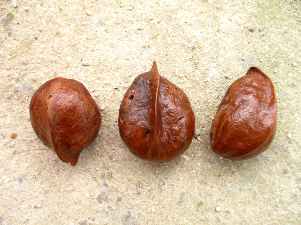 Keeled-pod mangrove (Heritiera littoralis) pods
