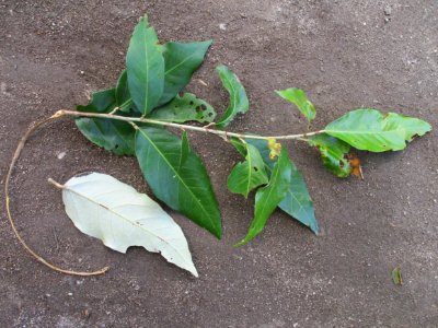Keeled-pod mangrove (Heritiera littoralis) leaves