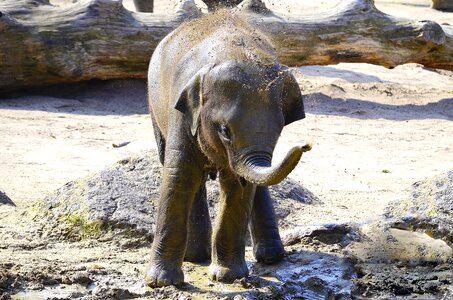 Pachyderm water proboscis photo